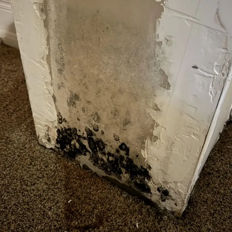 Professional Mold Removal in Cordova, AL